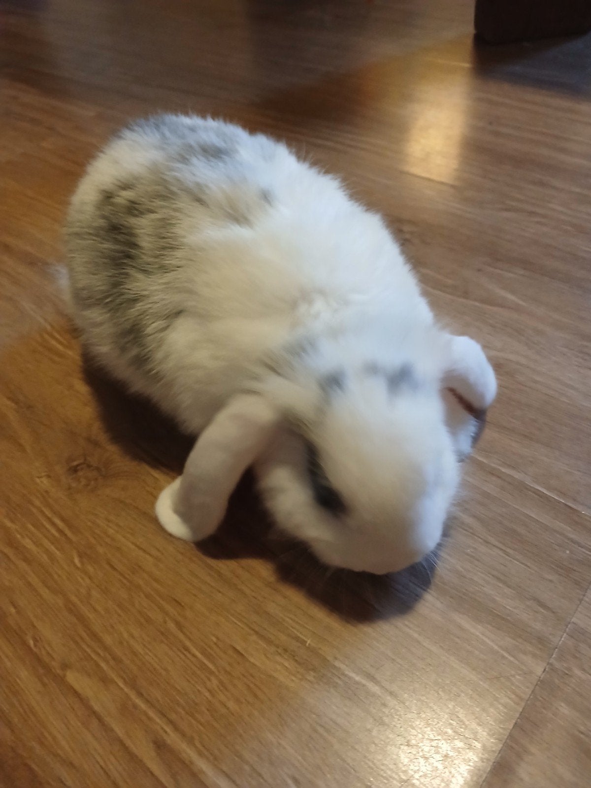 Lief konijnje mannetje 6 weken oud, Dieren en Toebehoren, Konijnen