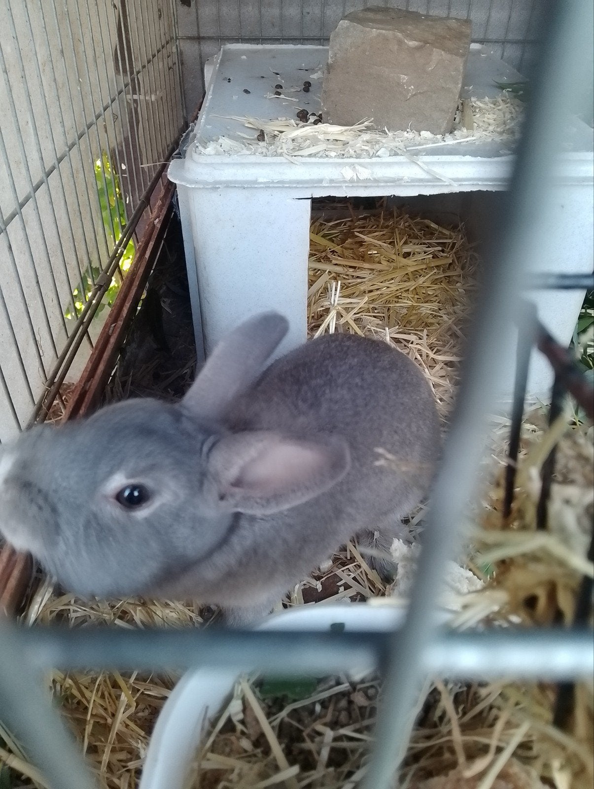 2 hochets en forme de lapin nain, Animaux & Accessoires, Septembre