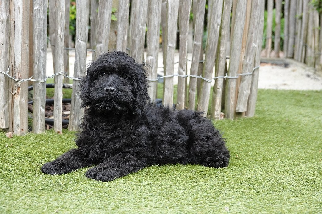 Zwarte Cockapoo pups, geteste ouders, Parvo, België, 8 tot 15 weken, Meerdere