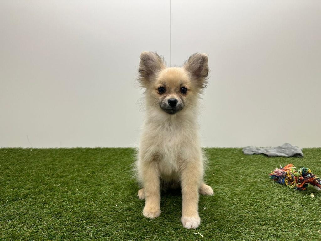 Pomeriaan pup, België, Keeshond, Reu, 8 tot 15 weken