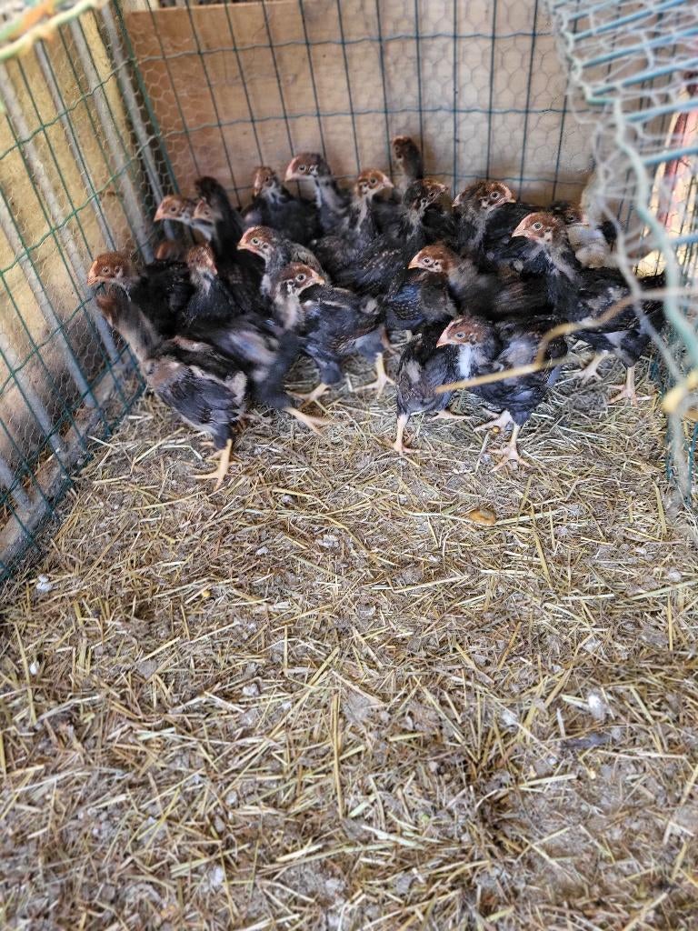 Bernevelder, Mâle, Poule ou poulet