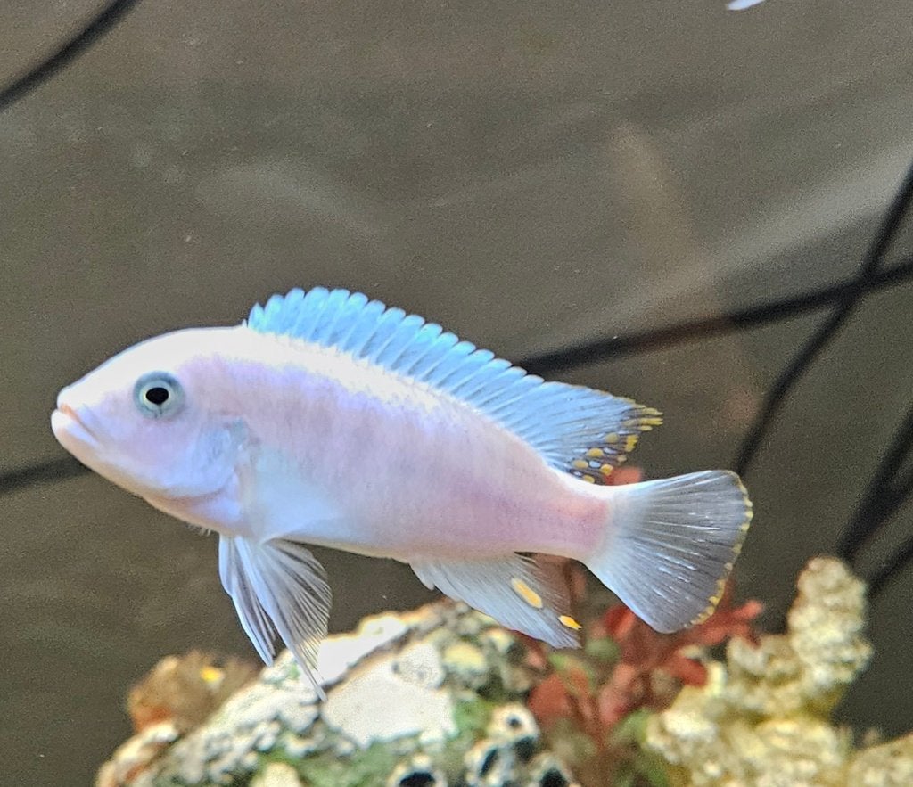 Maylandia Estherae minos reef malawi cichliden, Vis, Zoetwatervis