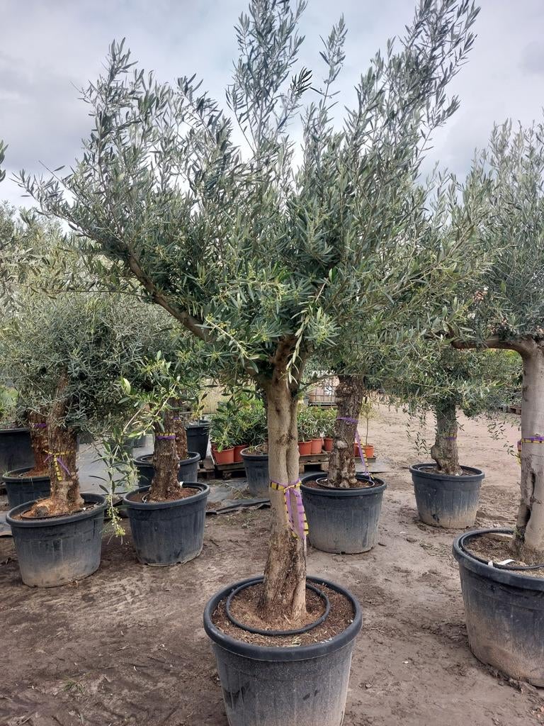 Mooie vertakte olijfbomen, Tuin en Terras, Planten | Bomen, Ophalen