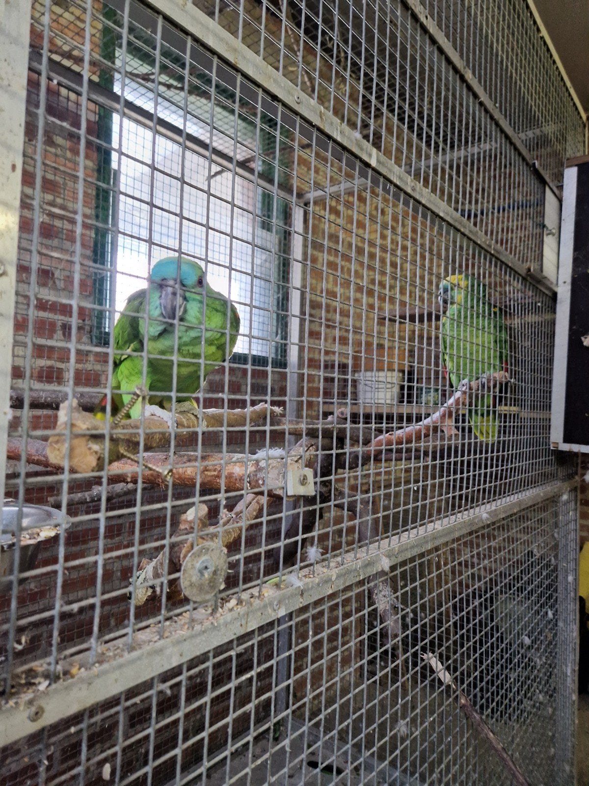 Vier blauwvoorhoofdamazones te koop., Dieren en Toebehoren, Vogels | Parkieten en Papegaaien, Meerdere dieren, Papegaai, Tam