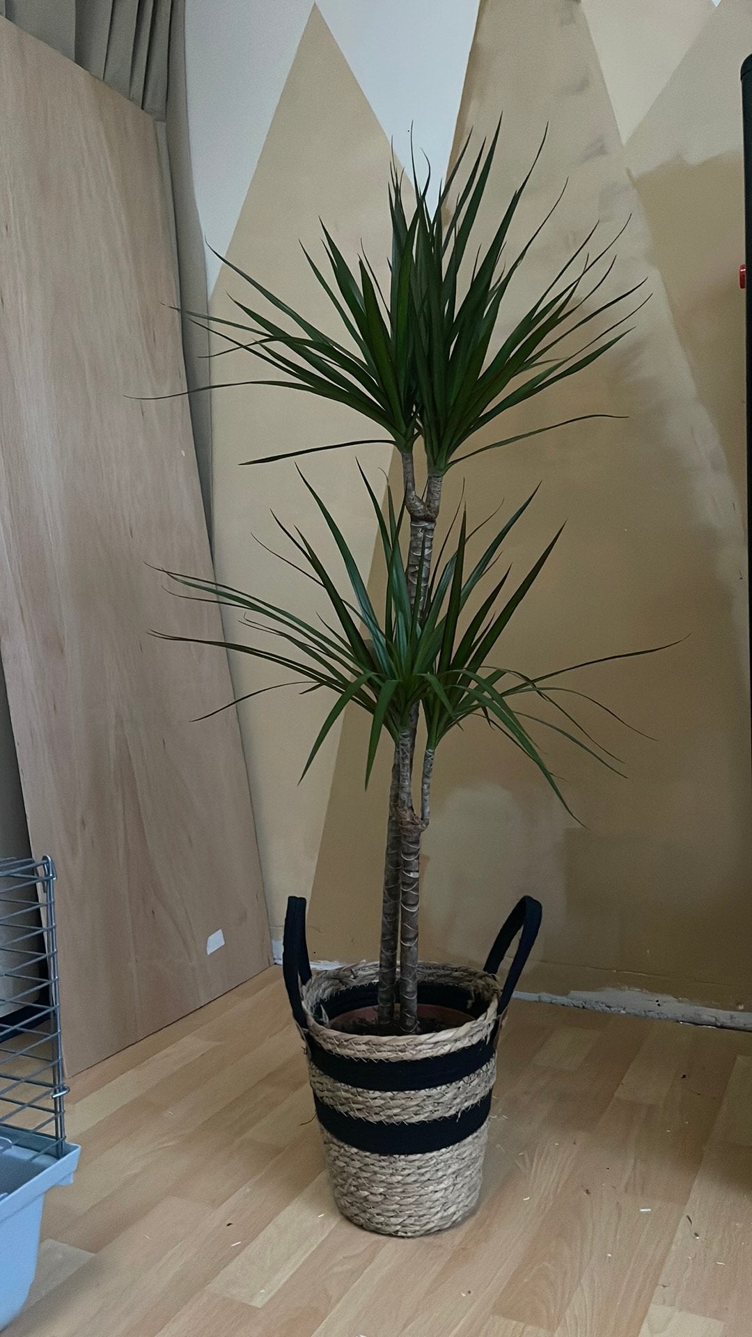 Drakenplant (Dracaena), Huis en Inrichting, Kamerplanten, Ophalen, 100 tot 150 cm, Overige soorten, Halfschaduw
