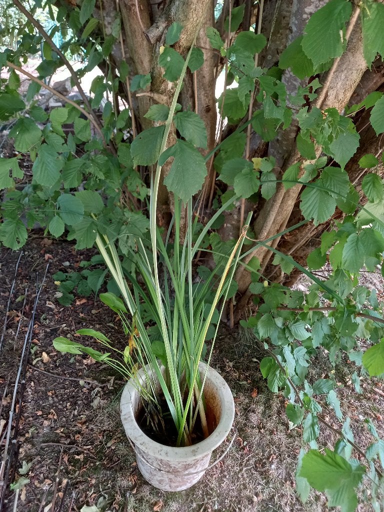 Plantes aquatiques & nénuphars étang, marre, zone humide, Tuin en Terras, Ophalen, Zomer, Vaste plant, Vijverplanten