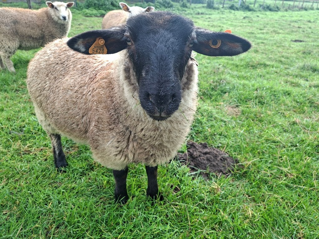 Suffolk, Femelle, Mouton, 0 à 2 ans