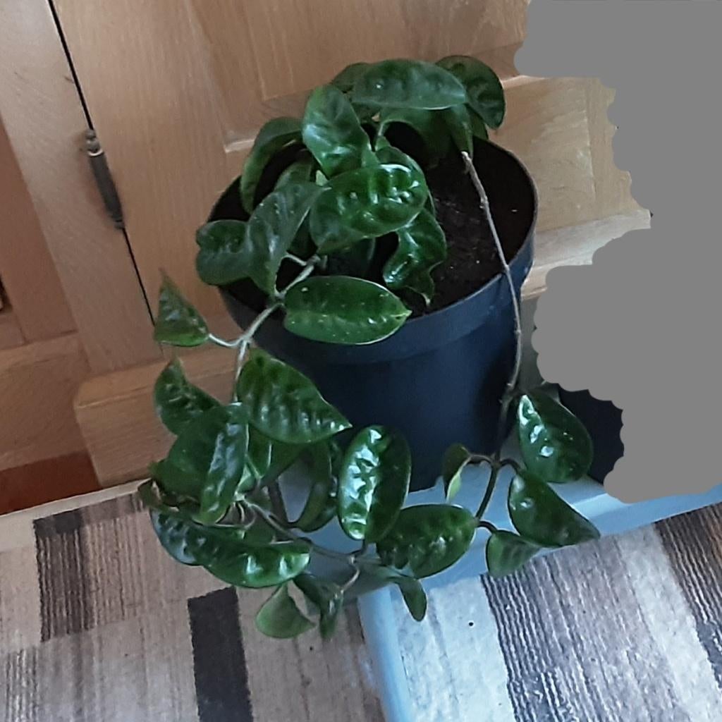 Meerjarige Hoya Krinkle 8, Heel mooie soort, Huis en Inrichting, Kamerplanten, Ophalen of Verzenden, In pot