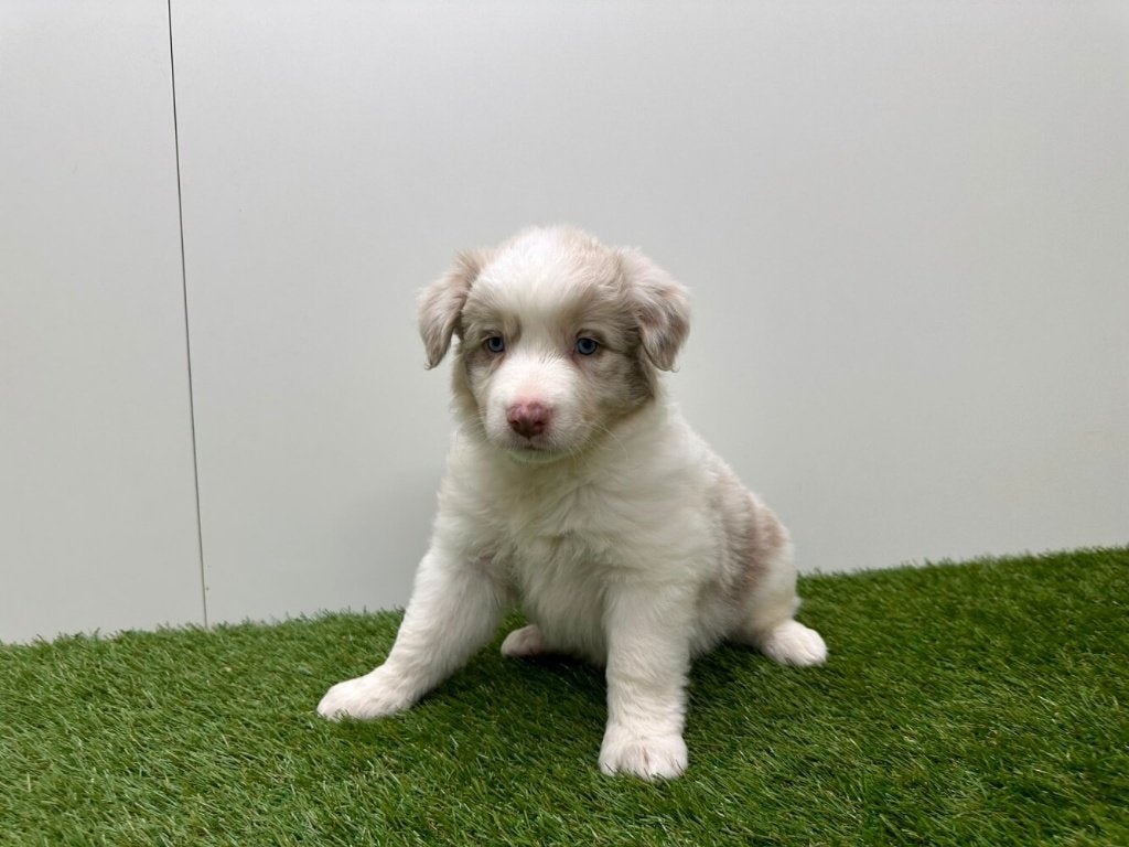 Nestje Border Collie pups 2, Dieren en Toebehoren, Honden | Herdershonden en Veedrijvers, België, CDV (hondenziekte), 8 tot 15 weken