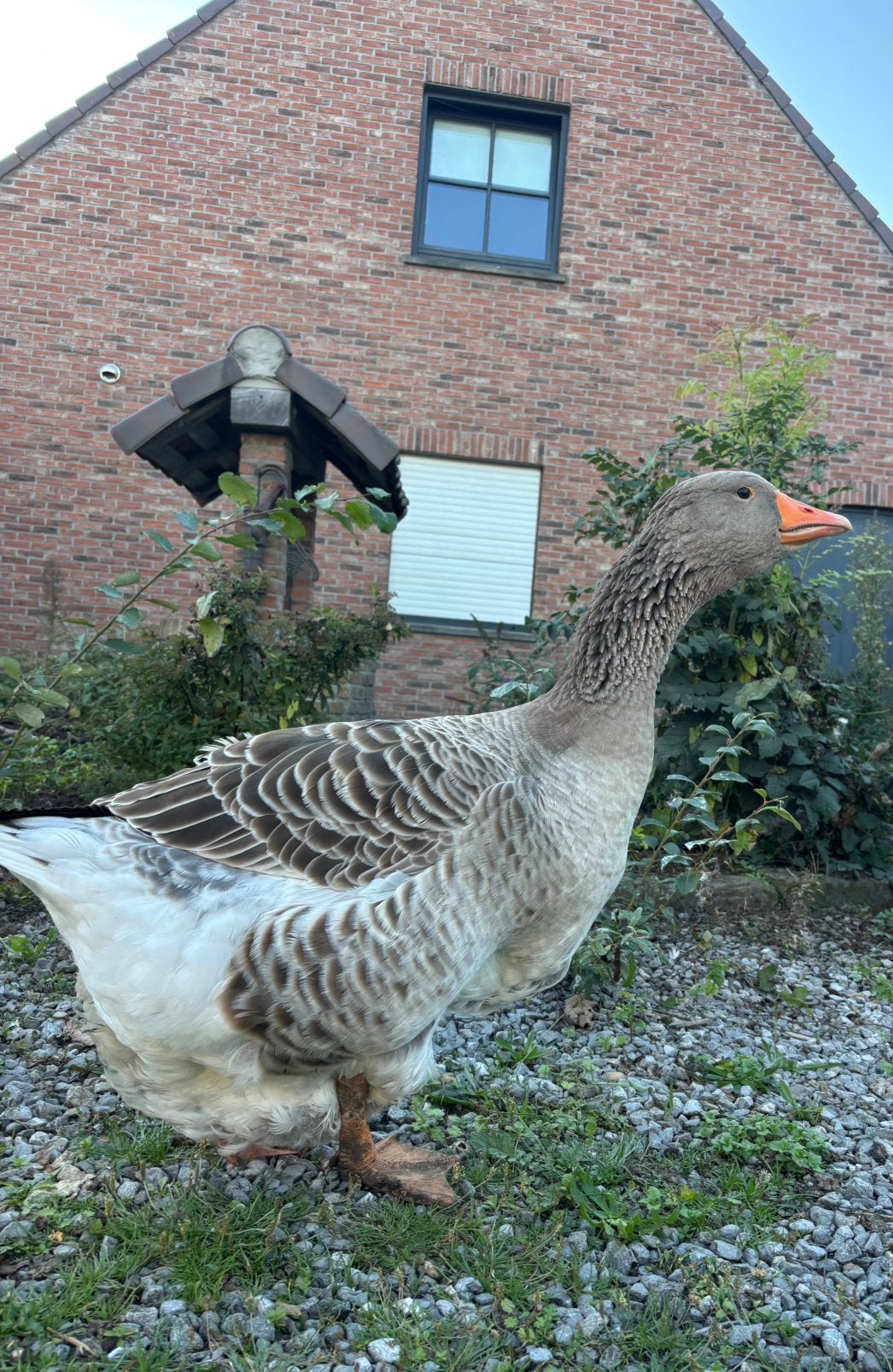 Dewlap toulouse ganzen, Mannelijk, Gans of Zwaan
