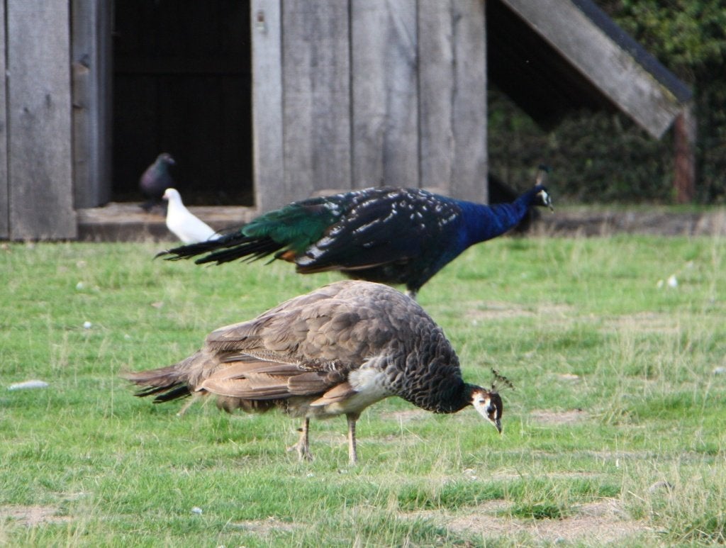 Mooie gezonde pauwen, Dieren en Toebehoren, Meerdere dieren, Overige soorten