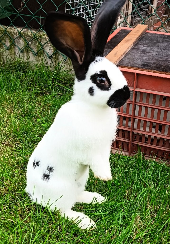 Reuze vlinder Lotharinger konijn Ram, Dieren en Toebehoren, Mannelijk, Groot, 0 tot 2 jaar