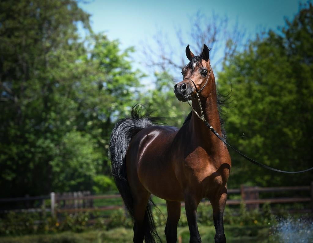 Arabische volbloed EXAGON OS jaarling hengst, Dieren en Toebehoren, Paarden, Hengst, Niet van toepassing, Met stamboom, 0 tot 2 jaar