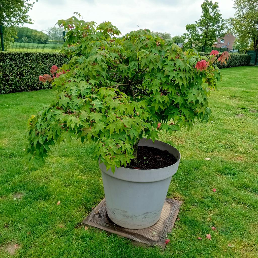 Japanse Esdoorn >160cm groot in pot, Tuin en Terras, Halfschaduw, Overige soorten, Lente, 100 tot 250 cm
