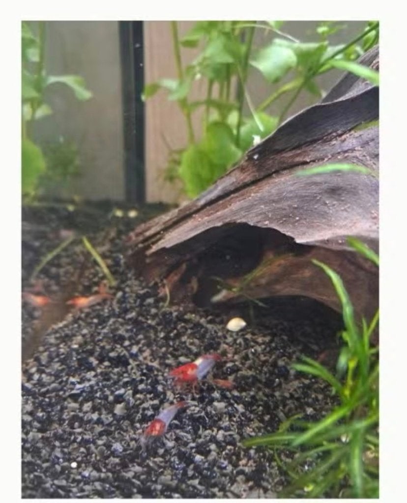 Mooie, jonge garnalen neocaridina red rili, Dieren en Toebehoren, Kreeft, Krab of Garnaal, Zoetwatervis