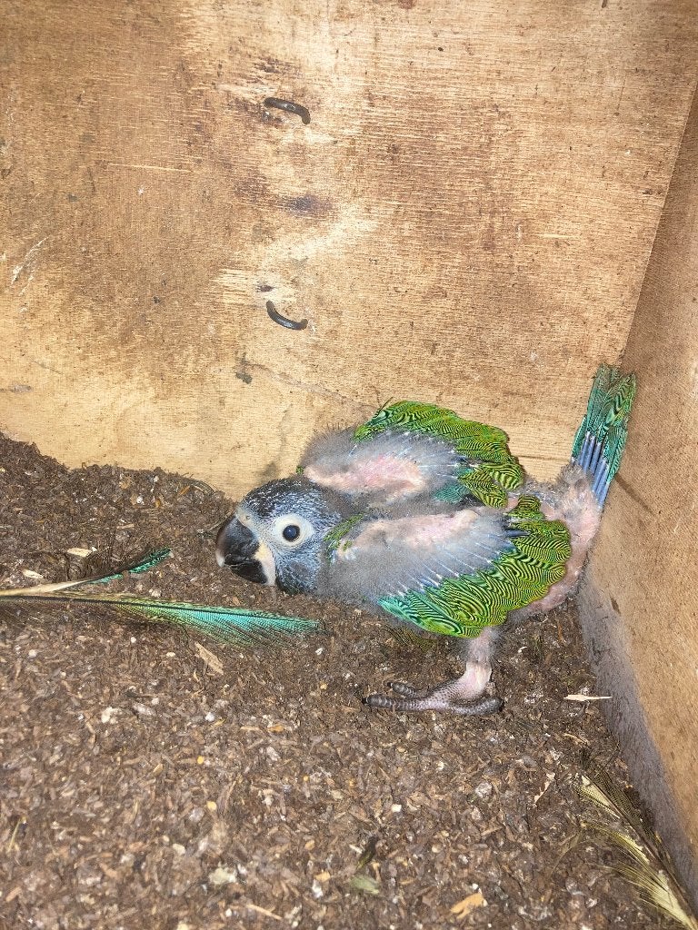 Geelnek ara, Dieren en Toebehoren, Vogels | Parkieten en Papegaaien, Geringd