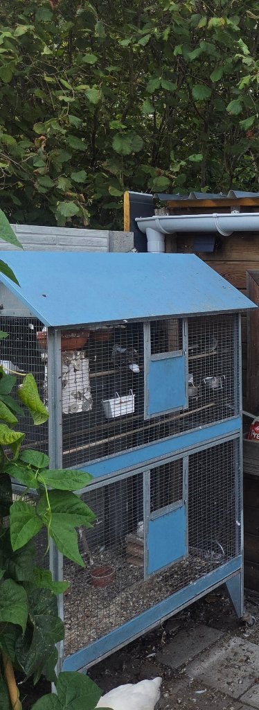 Voliere met 6 tortelduiven, Ophalen, Gebruikt