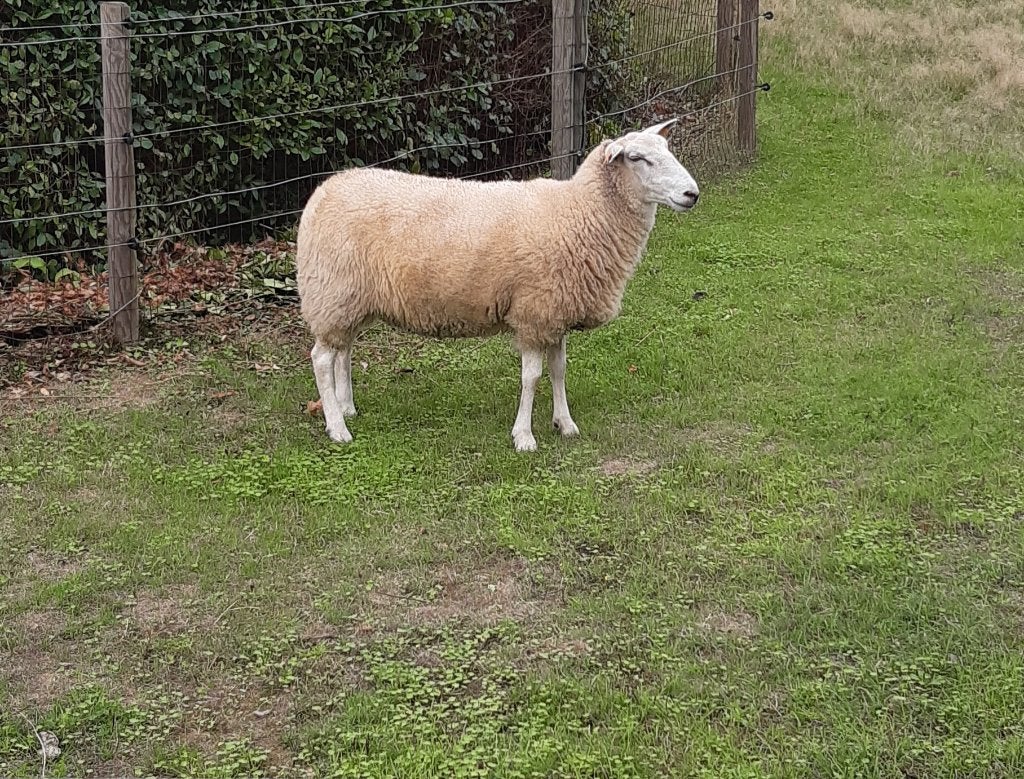 Vlaamse ooi, Femelle, Mouton, 0 à 2 ans