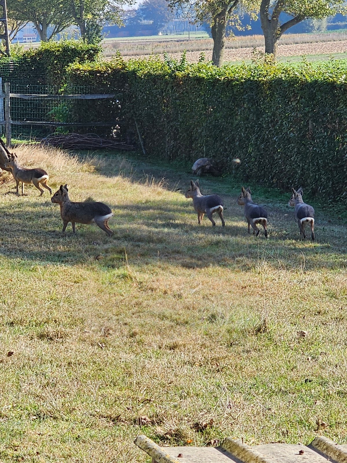 groep mara's 5 stuks, Dieren en Toebehoren, April, Meerdere dieren