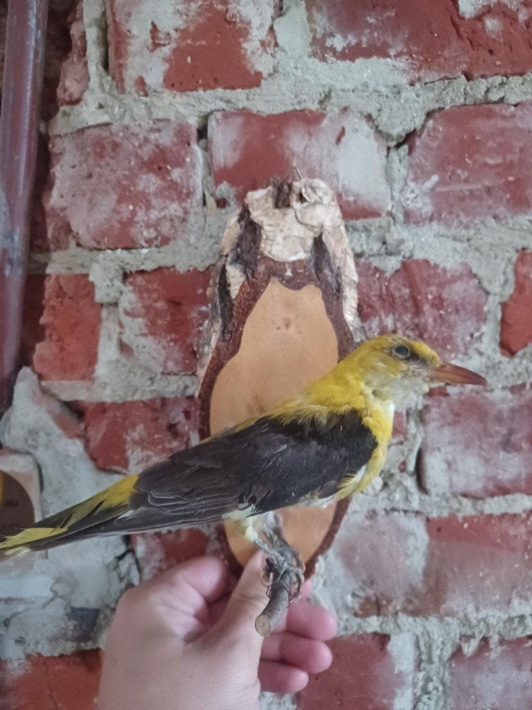 Collectie taxidermie, Verzamelen, Dierenverzamelingen, Gebruikt, Opgezet dier, Vogel, Ophalen