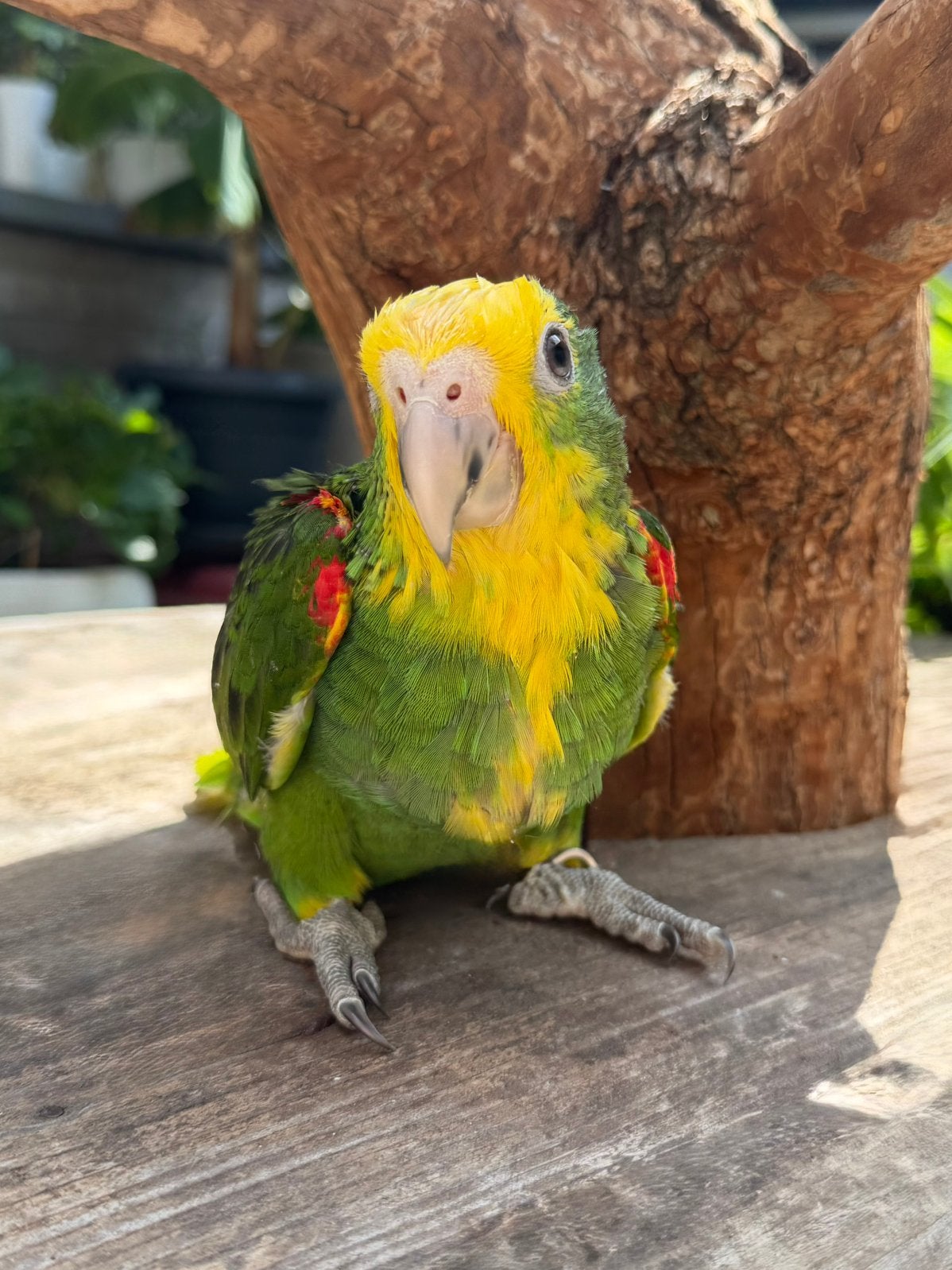 Jonge Dubbele Geelkop Amazone | handtam, Dieren en Toebehoren, Vogels | Parkieten en Papegaaien, Papegaai, Mannelijk, Pratend