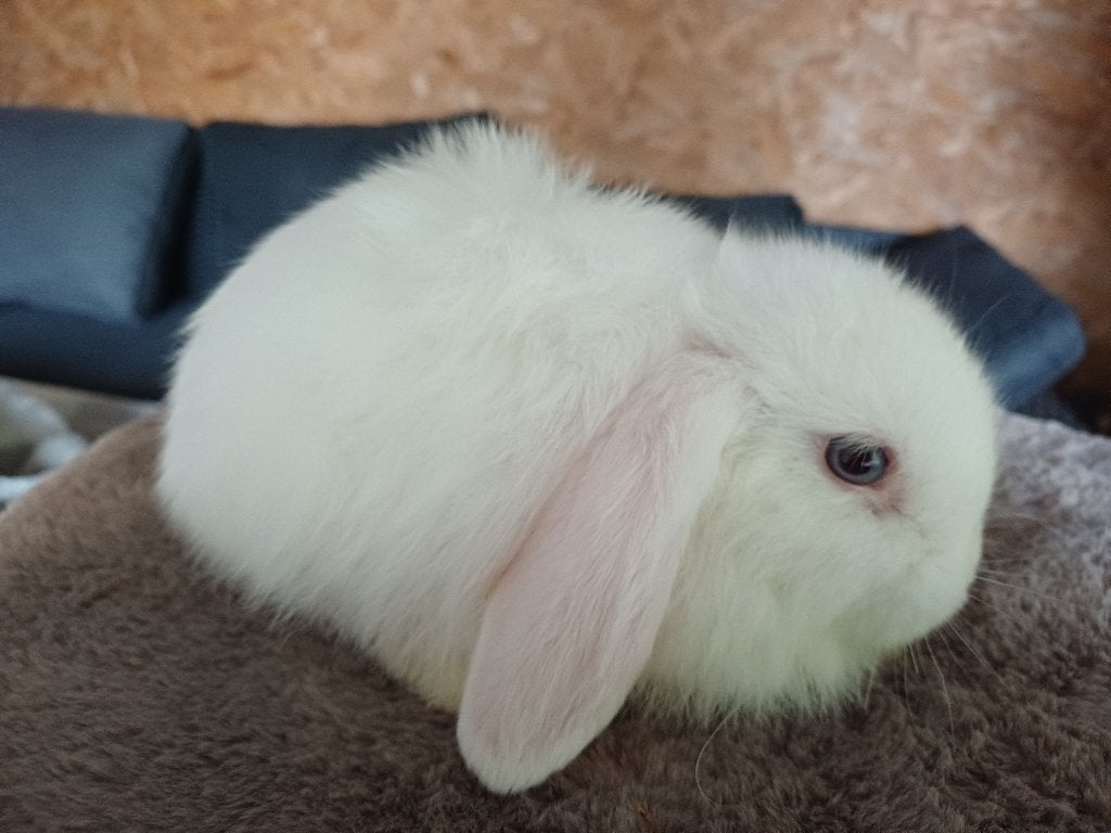 2 broertjes nhd/minilop, Dieren en Toebehoren, Mannelijk, Dwerg, Hangoor, 0 tot 2 jaar