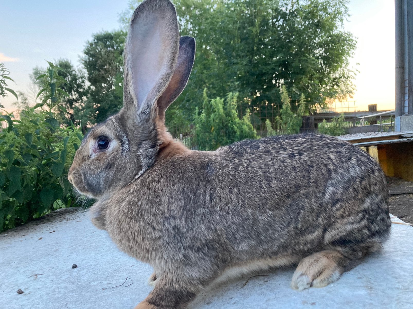 Vlaamse reuzen, Dieren en Toebehoren, Konijnen, Vrouwelijk