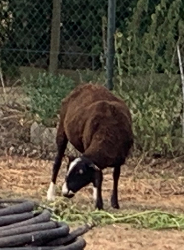 Schapen bok, Dieren en Toebehoren, Mannelijk, Schaap, 0 tot 2 jaar