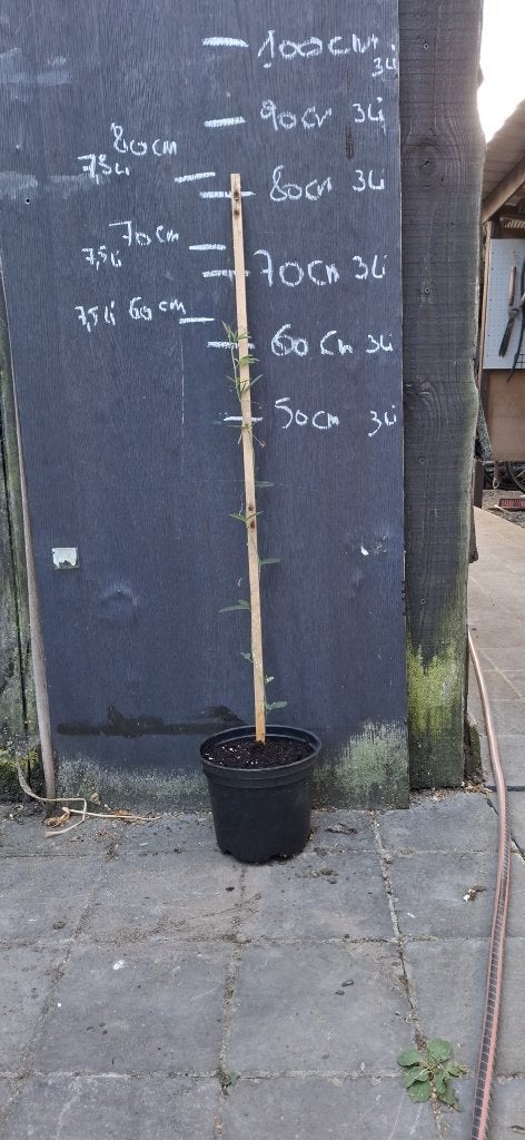 Passiebloem passieflora klimplant, Tuin en Terras, Planten | Tuinplanten, Ophalen, Volle zon, Vaste plant, Klimplanten