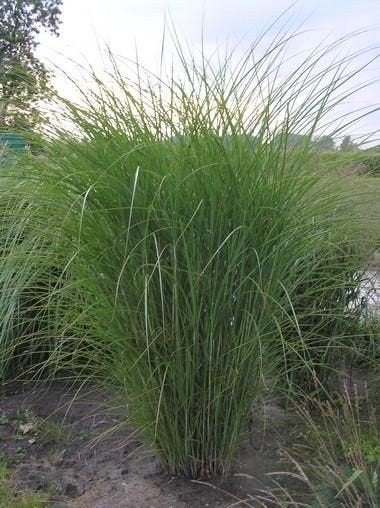 Miscanthus sinensis gracillimus, prachtriet, siergras, Ophalen, Vaste plant, Siergrassen, Volle zon