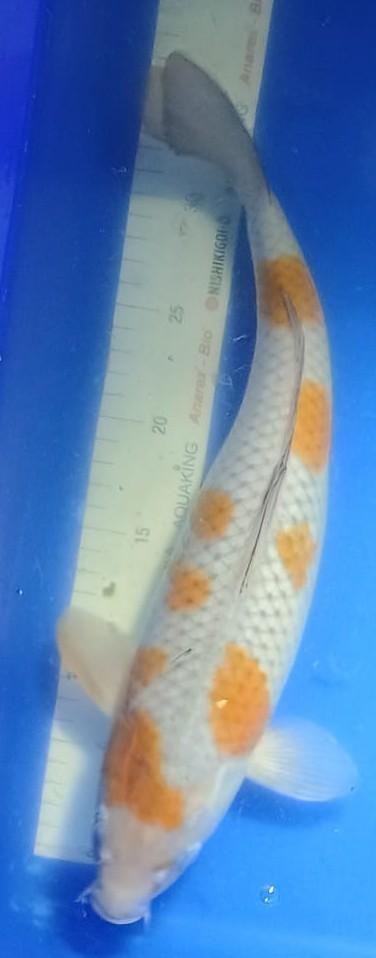 Ochiba 40cm, Dieren en Toebehoren, Vissen | Vijvervissen