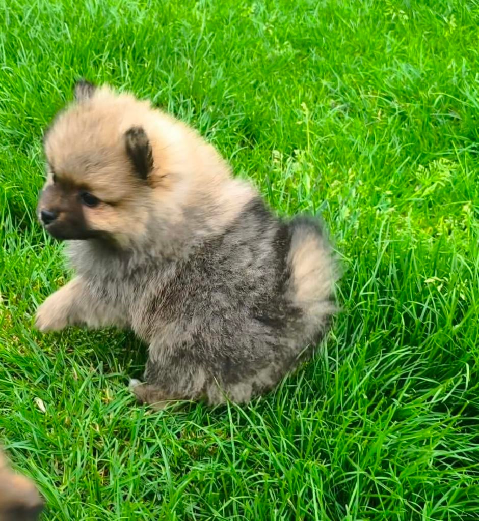 Dwergkees ,Pomeriaan pups, Dieren en Toebehoren, Parvo, België, Overige rassen, 8 tot 15 weken