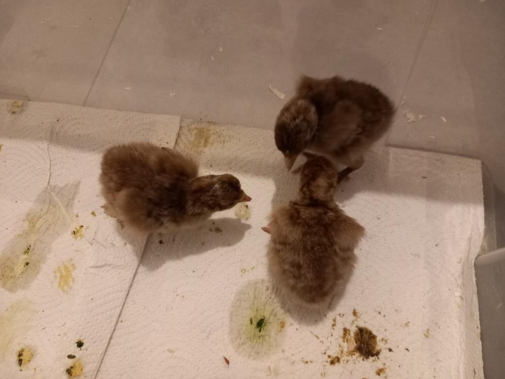 3 rode ardenner kuikens