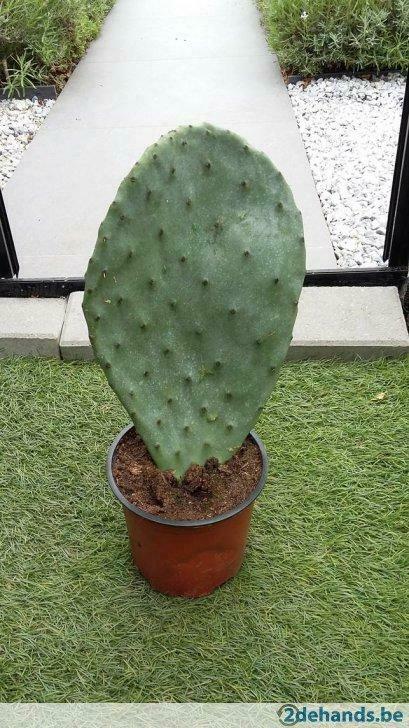 Opuntia ficus indica (vijgcactus), Jardin & Terrasse, Enlèvement