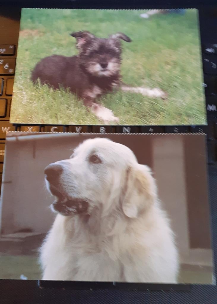 2 cartes postal theme animaux chien, Collections, Cartes postales | Animaux, Enlèvement ou Envoi, Non affranchie, Chien ou Chat