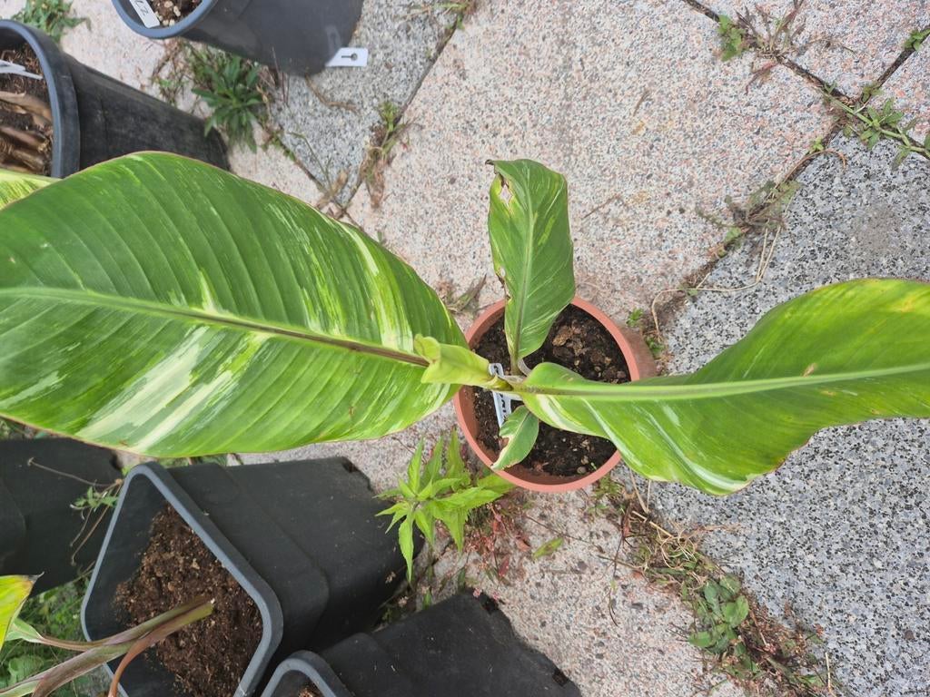Musa king raja, Tuin en Terras, Ophalen of Verzenden