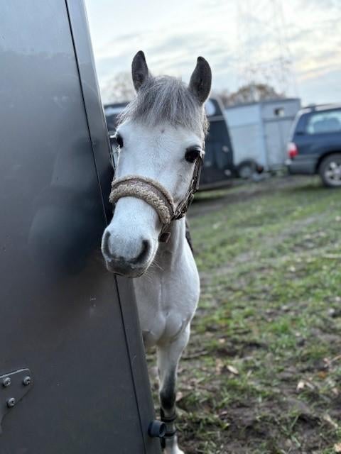 C pony, Animaux & Accessoires, Poneys, Jument, Ne s'applique pas, Poney C (1.27 m à 1.37m), Poney de saut, 7 à 10 ans, Avec puce électronique