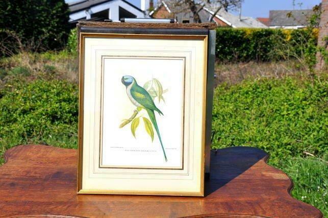 encadrement bois dore et vitre avec image zoologie, Ophalen of Verzenden