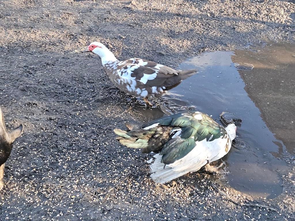 Barberie eenden, Dieren en Toebehoren