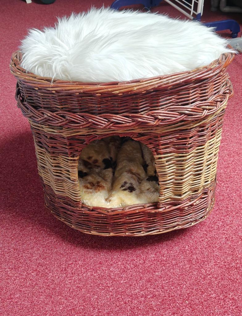 Gevlochten wilgentenen kattenmand, Animaux & Accessoires, Paniers pour chats, Enlèvement, Utilisé, Autre