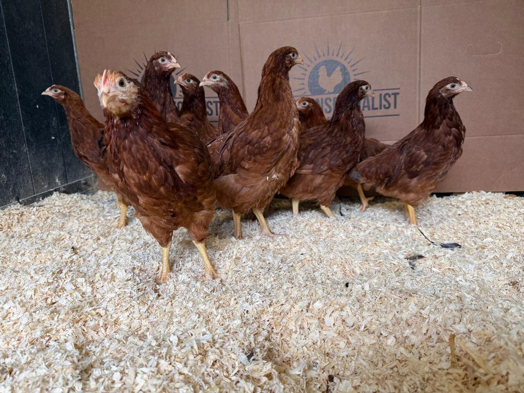 Jonge tamme Rhode Island red gesekst ingeënt, Dieren en Toebehoren, Pluimvee, Vrouwelijk, Kip