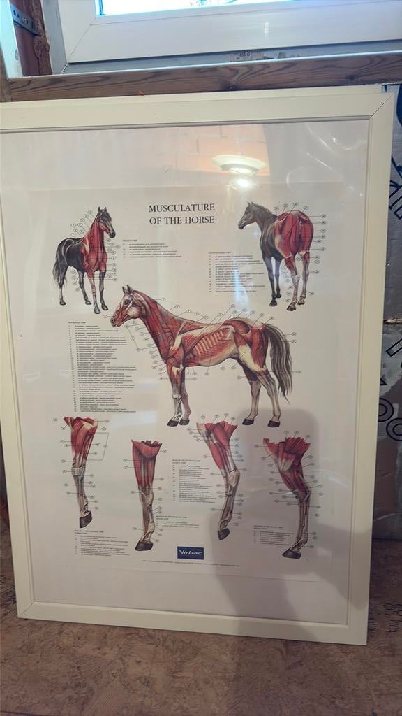 Skelet en spieren van het paard