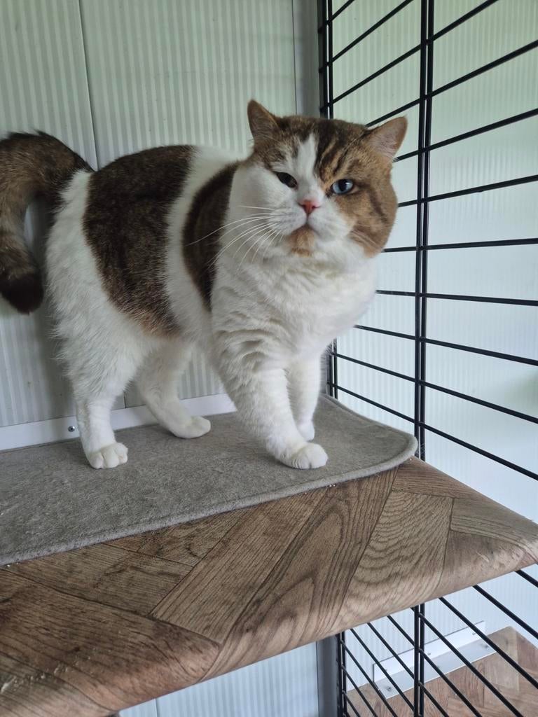 Dekkater, Dieren en Toebehoren, 0 tot 2 jaar