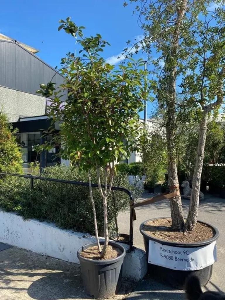 Photinia fraseri 'Red Robin'. Meerstammige Boom, Tuin en Terras, Ophalen, Leiboom