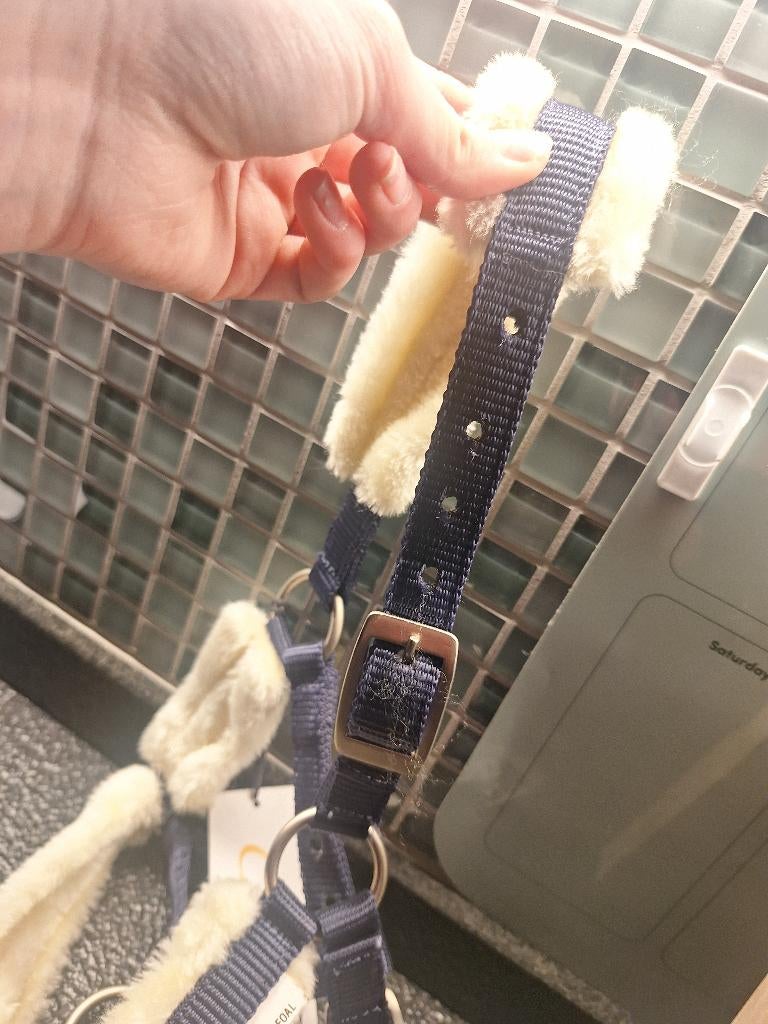 Blauw halstertje pony veulen , mini shetlander