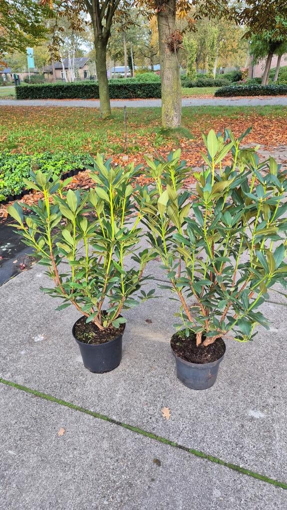 Grote Rhododendrons van 100 cm.Bloemkleur wit., Enlèvement ou Envoi