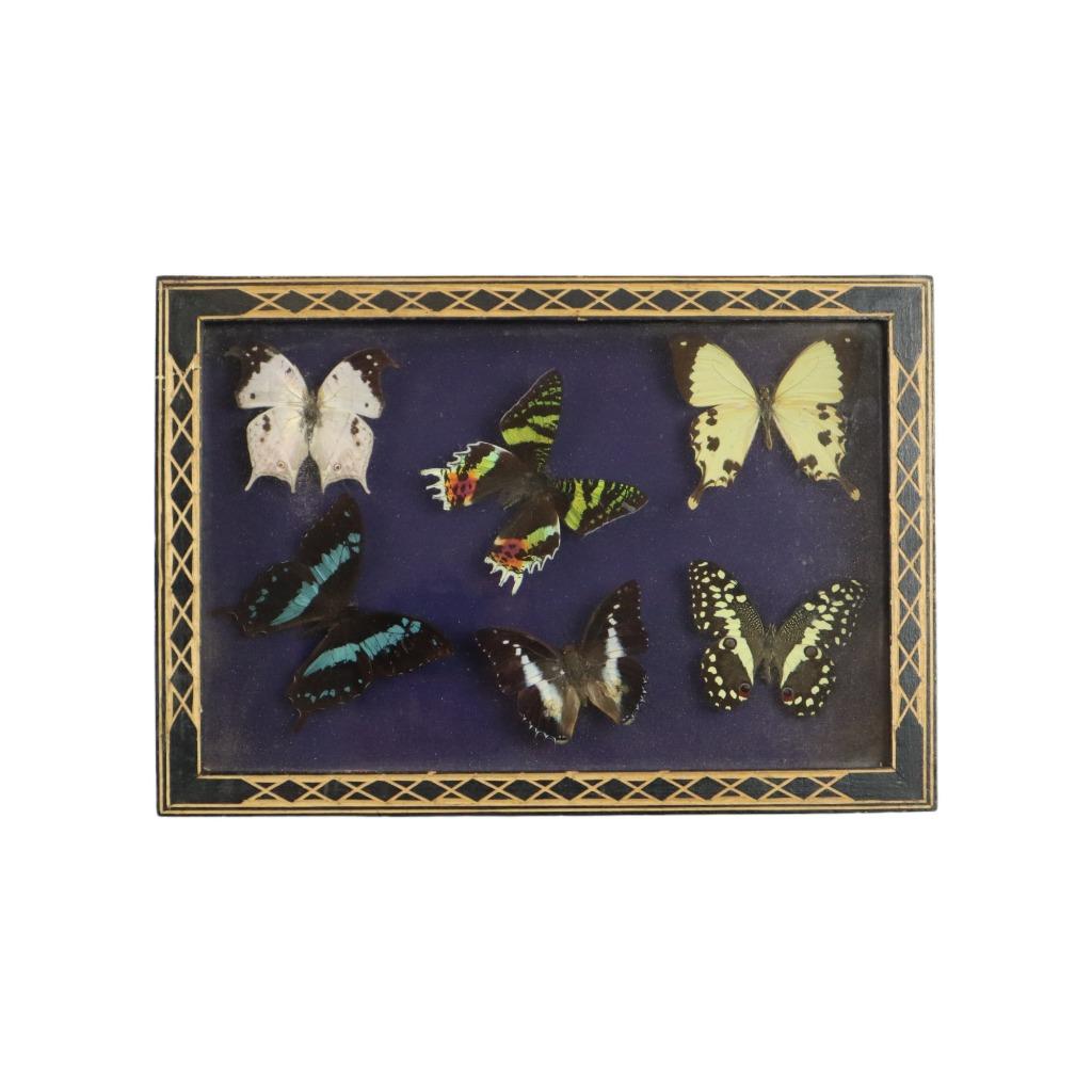 Kleurrijke Ingelijste Tropische Vlinders Taxidermie Insect, Verzamelen, Ophalen of Verzenden, Gebruikt, Insect, Opgezet dier
