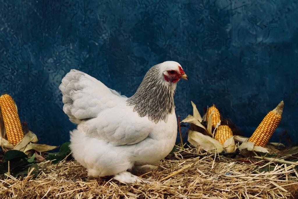 Brahma kriel