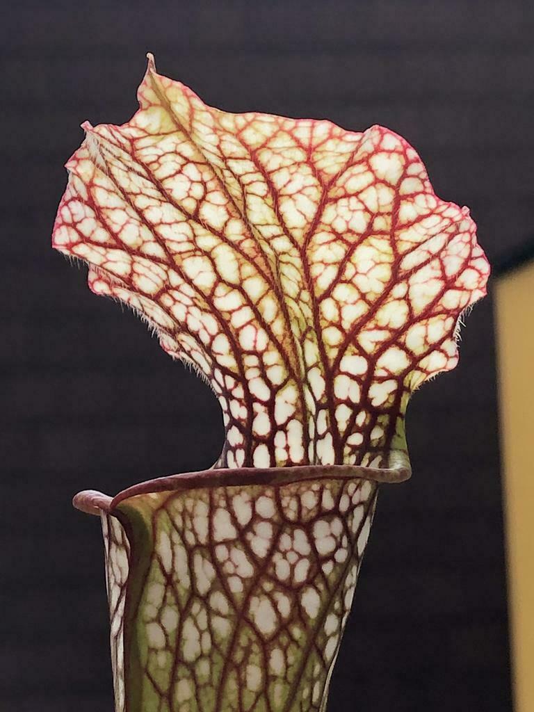 30 zaden van verschillende soorten Sarracenia, Tuin en Terras, Ophalen, Gehele jaar, Volle zon, Zaad