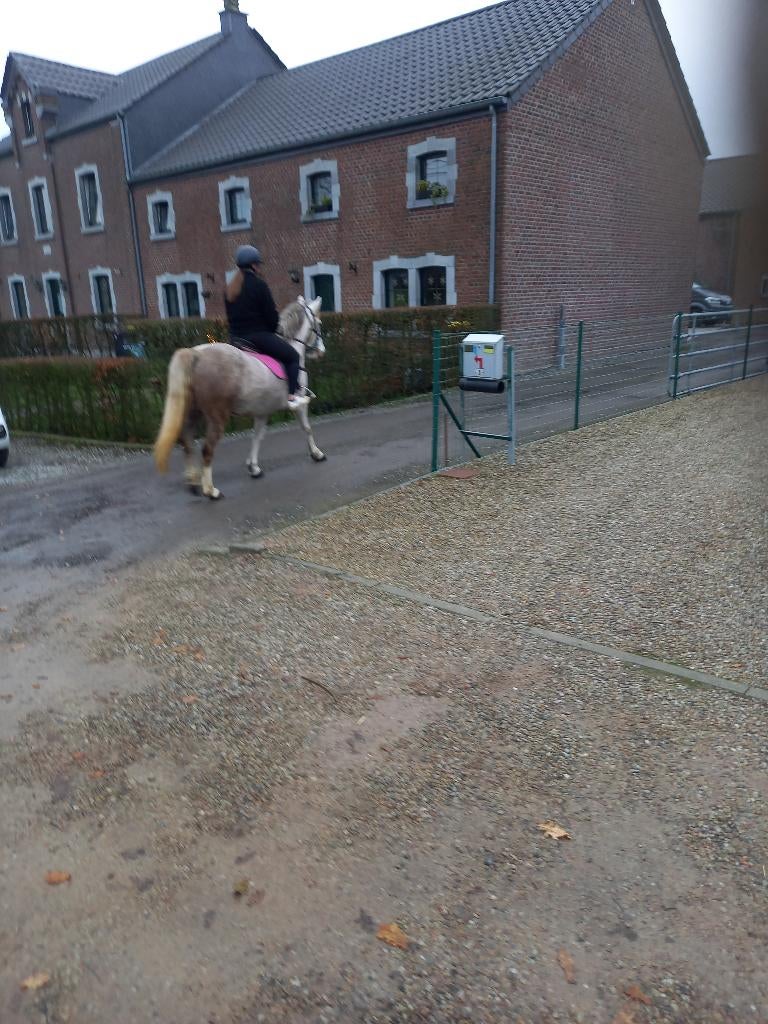 2 juments grise, Merrie, Zadelmak, 3 tot 6 jaar, Gechipt